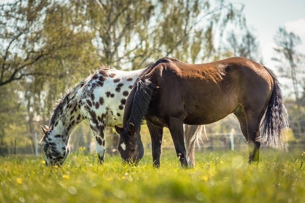 horsetalk.co.nz