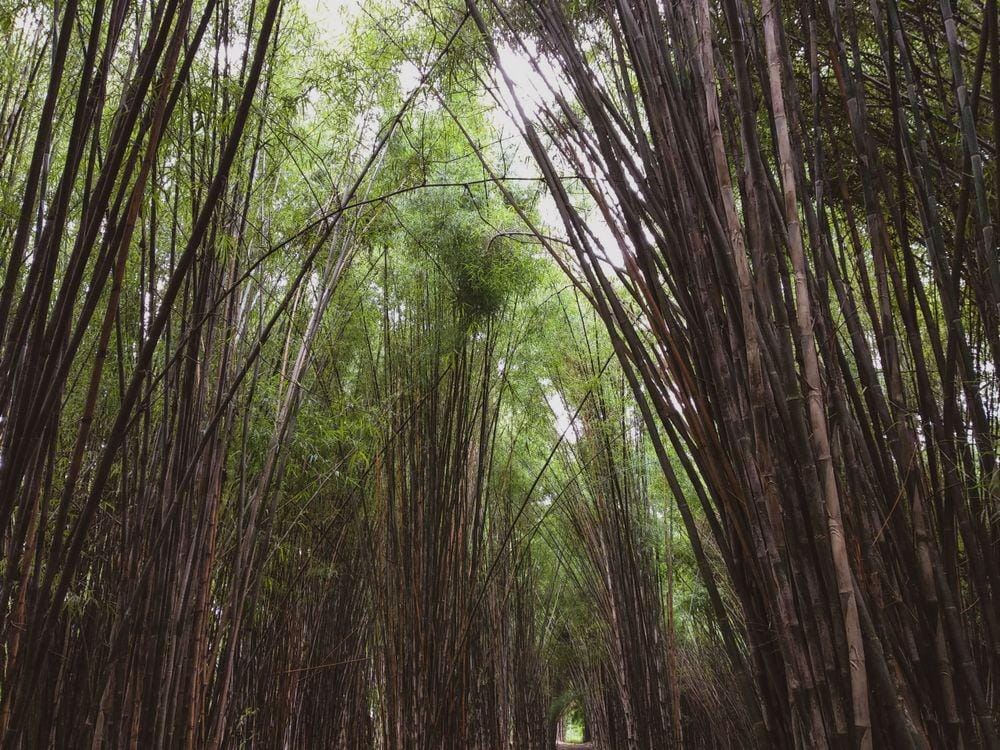 Shutterstock.com/phoebeeunice