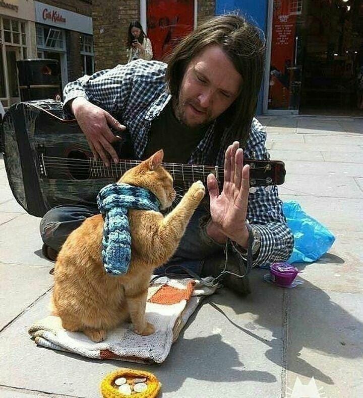 instagram.com/funny._.cats/