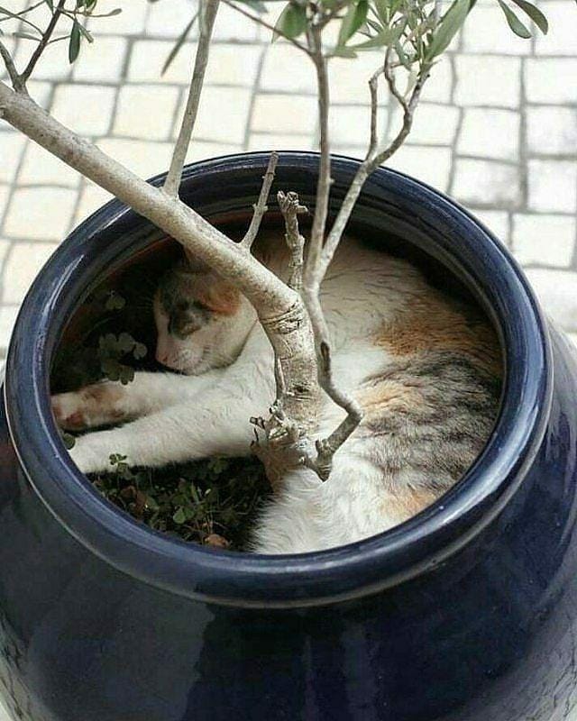 instagram.com/sillycatsdoingthings/