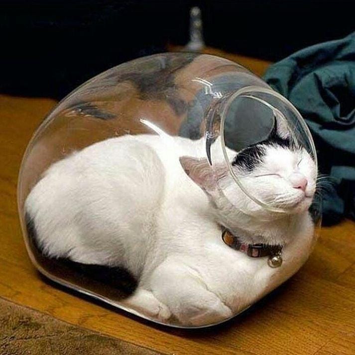 instagram.com/sillycatsdoingthings/