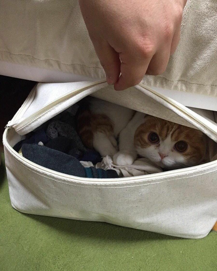 instagram.com/sillycatsdoingthings/