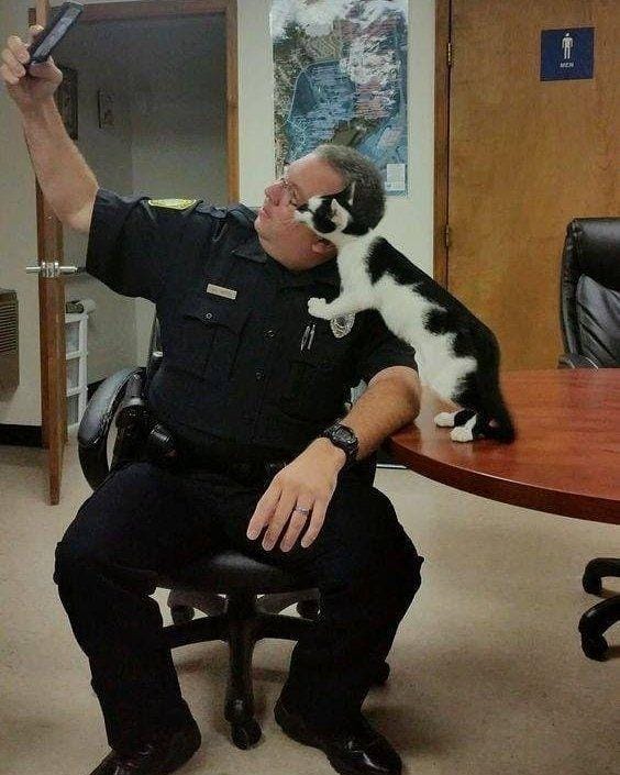 instagram.com/funny._.cats/