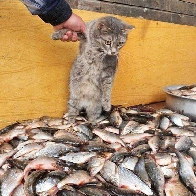 instagram.com/sillycatsdoingthings/