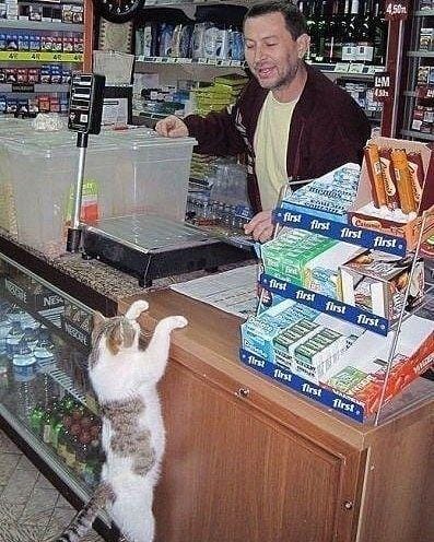 instagram.com/sillycatsdoingthings/