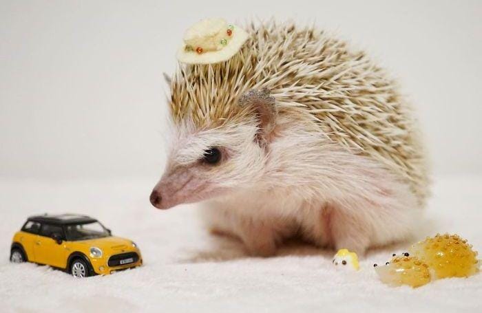 Instagram.com/ron_hari