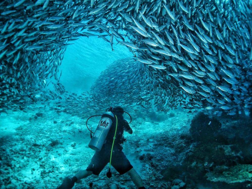 instagram.com/satyawinnie