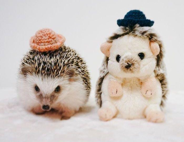 Instagram.com/ron_hari