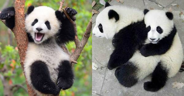 Instagram.com/we_love_pandaaa