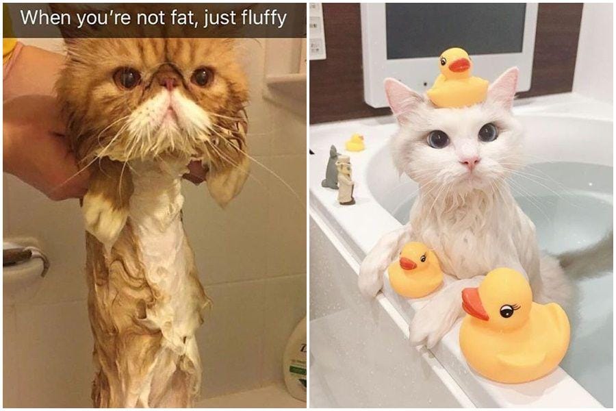 instagram.com/funny._.cats & meow360.com