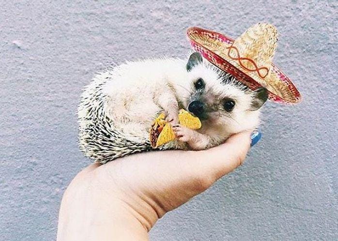 Instagram.com/lionelthehog