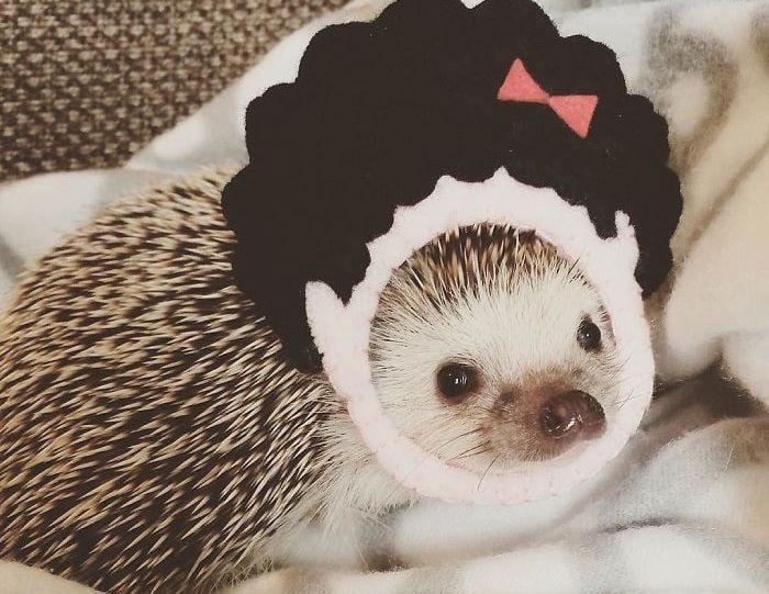 Instagram.com/uni_desu