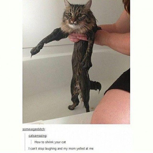 instagram.com/funny._.cats/