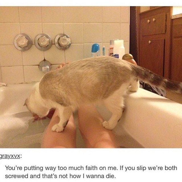 instagram.com/funny._.cats/