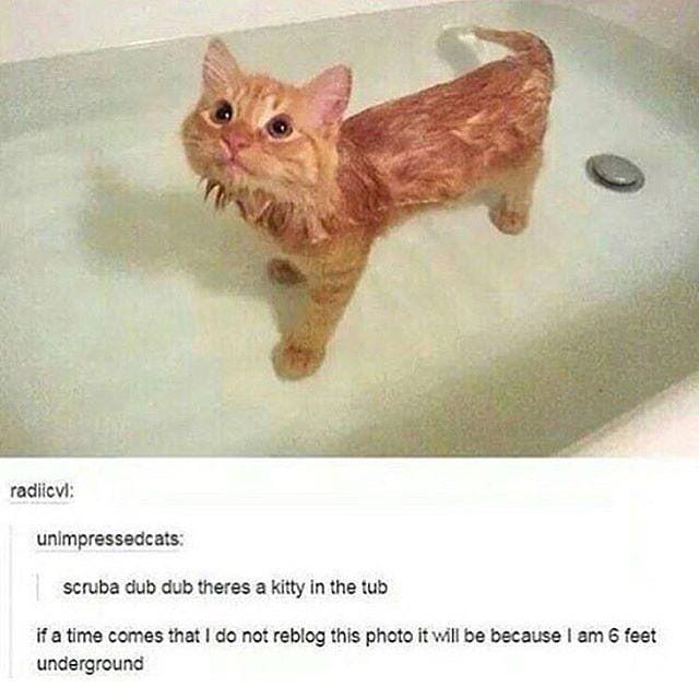 instagram.com/funny._.cats/