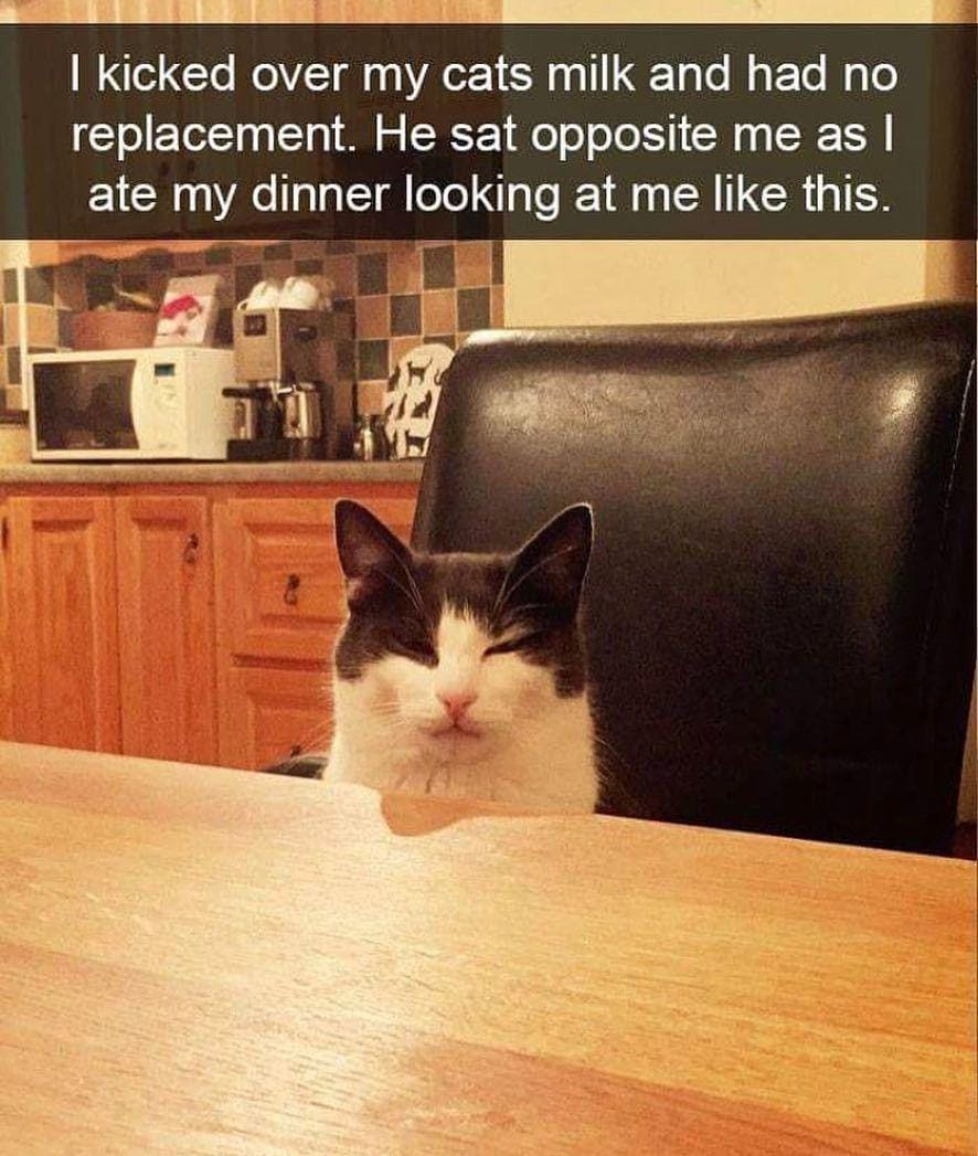 .instagram.com/funny._.cats/