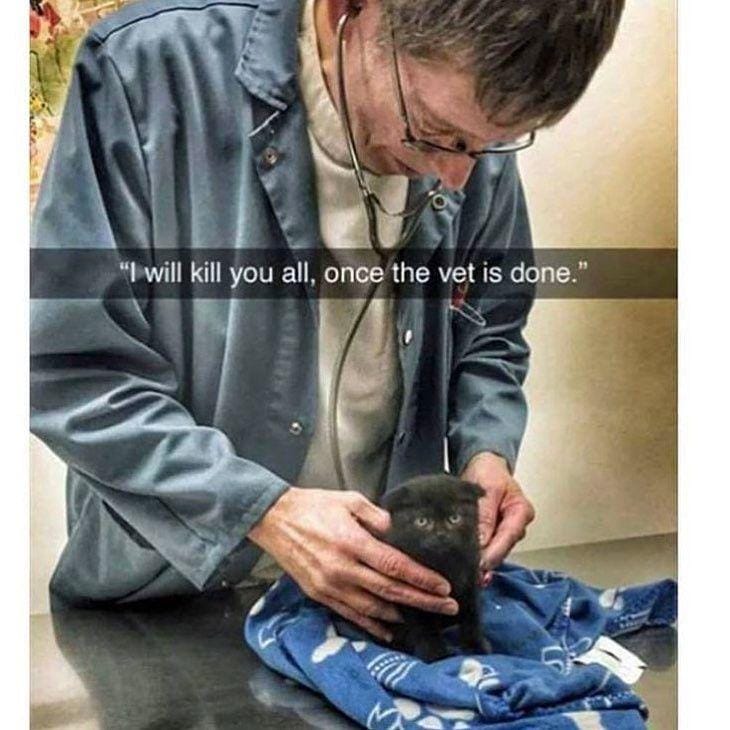 .instagram.com/funny._.cats/