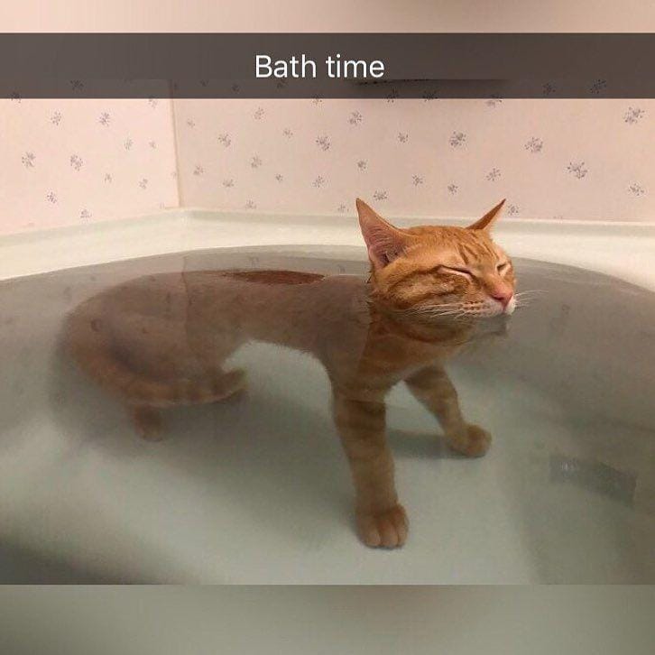 instagram.com/funny._.cats/