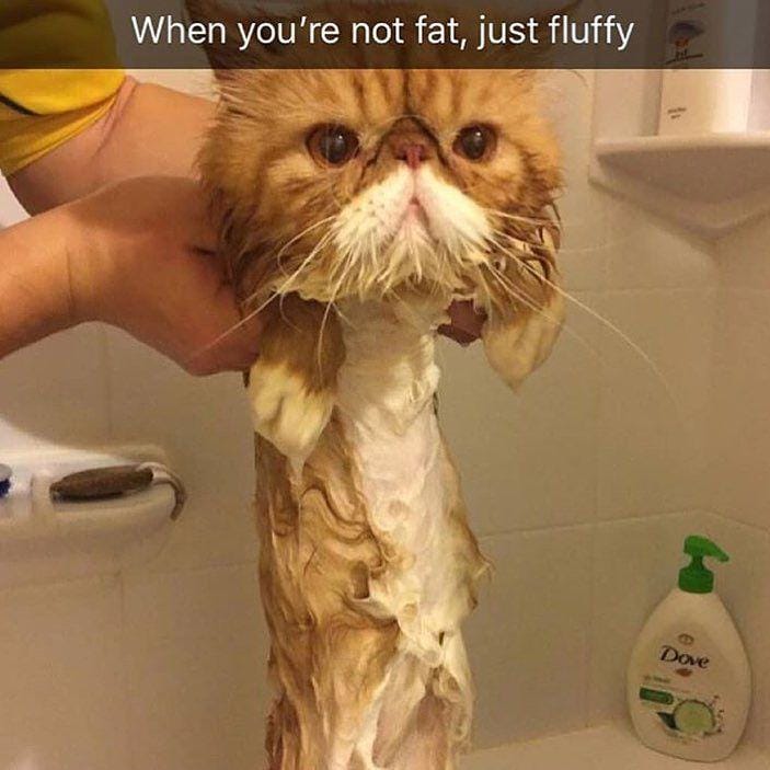 instagram.com/funny._.cats/