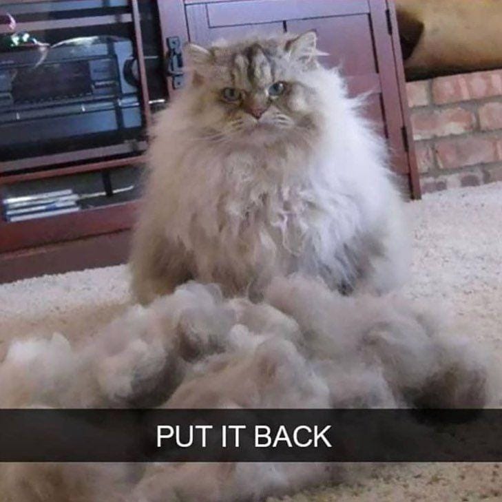 .instagram.com/funny._.cats/