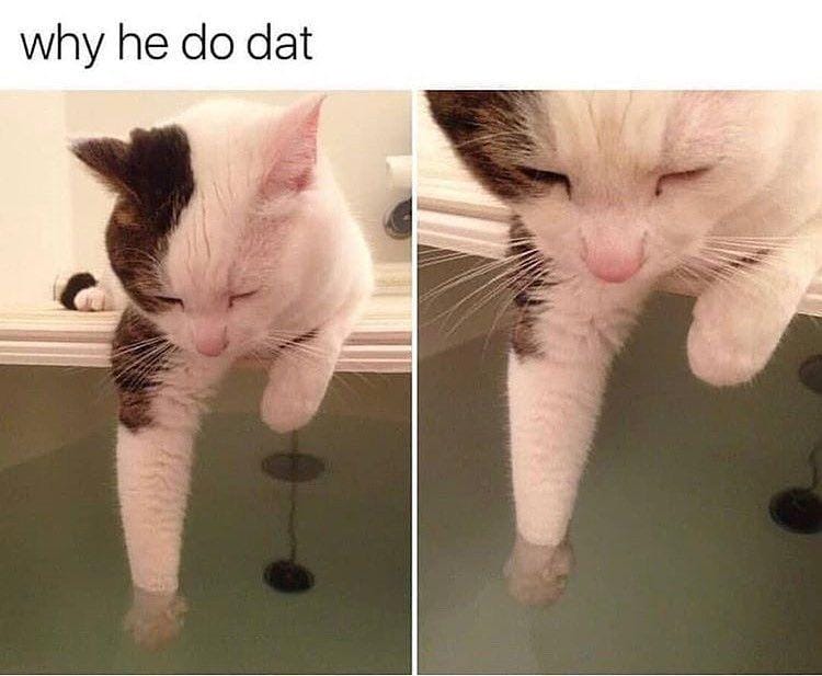 instagram.com/funny._.cats/