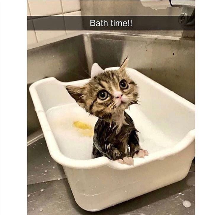 instagram.com/funny._.cats/