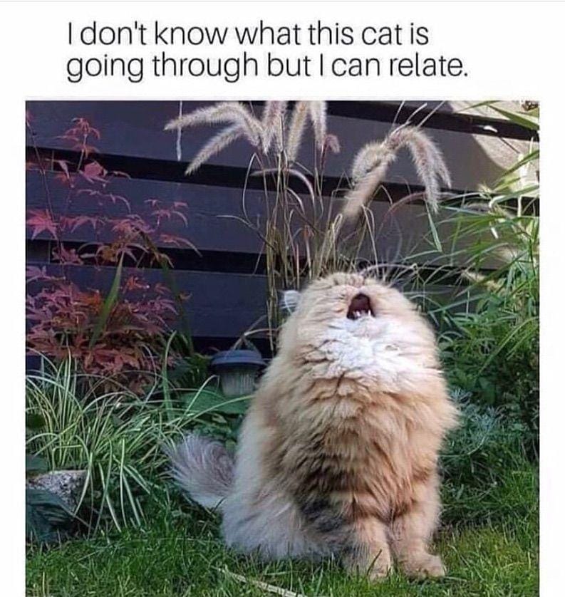 .instagram.com/funny._.cats/