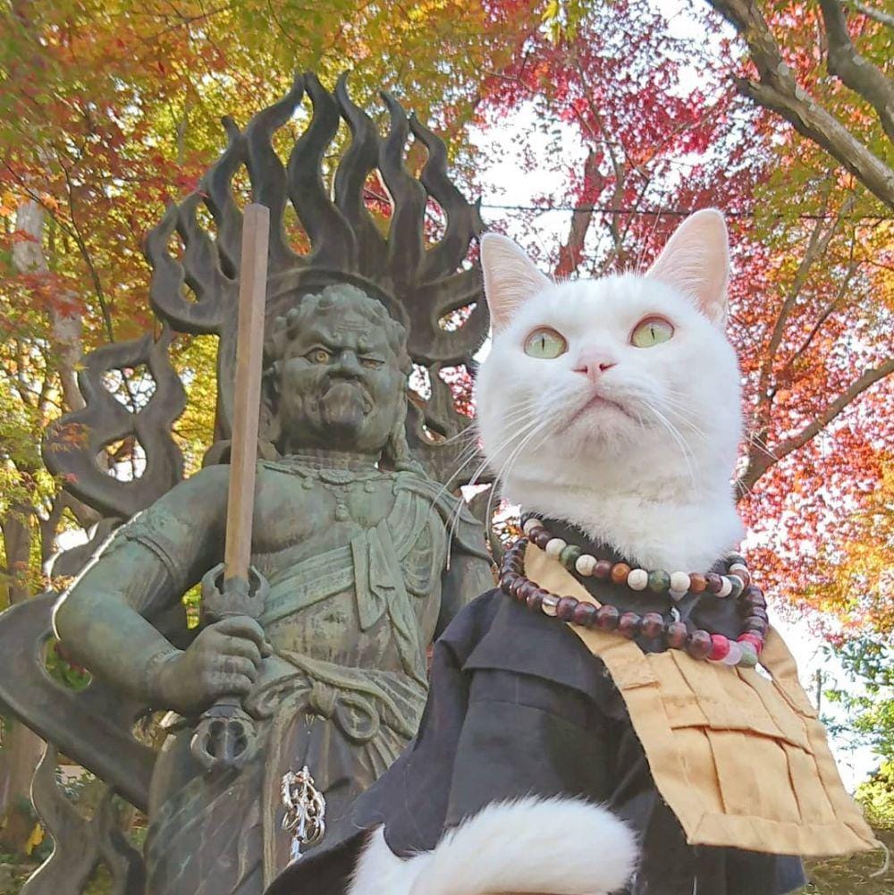 instagram.com/nekojizo