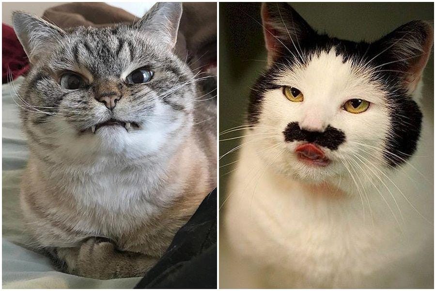 Instagram.com/sillycatsdoingthings