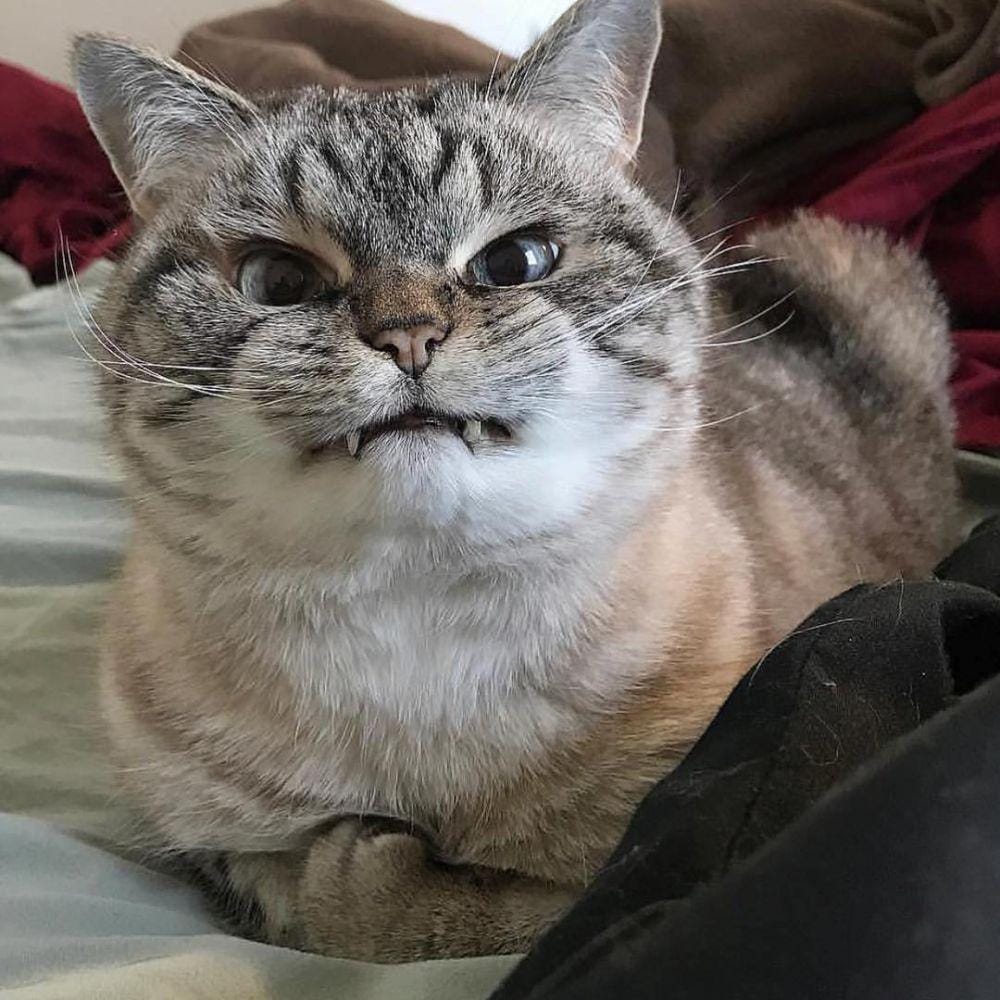 instagram.com/sillycatsdoingthings/