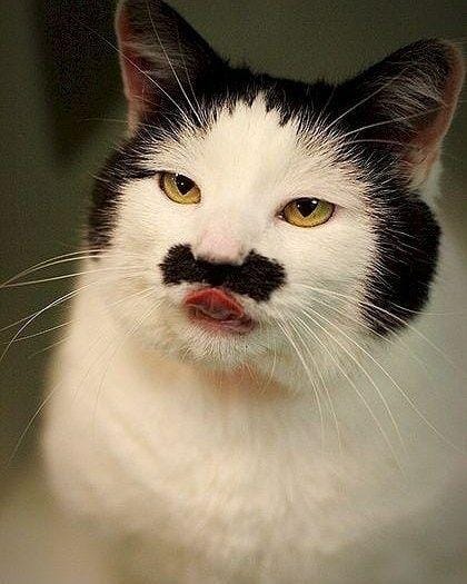 instagram.com/sillycatsdoingthings/