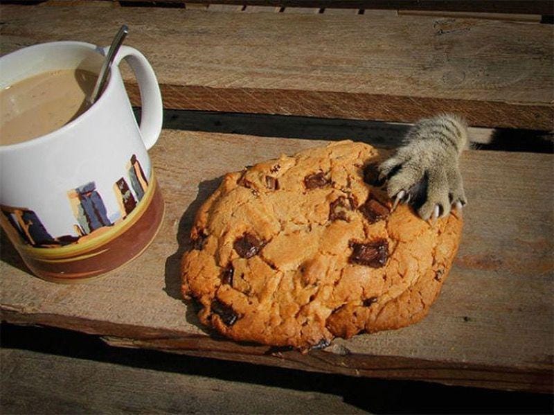 welovecatsandkittens.com