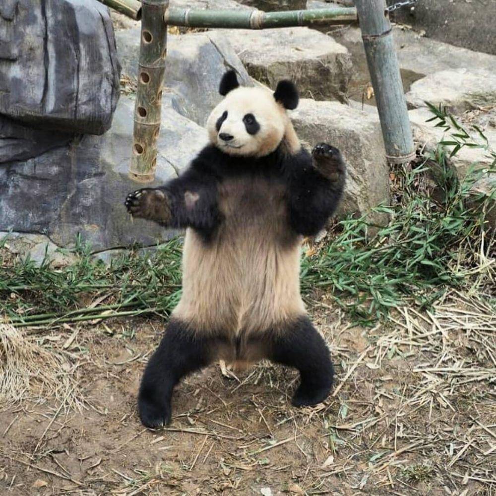 Instagram.com/we_love_pandaaa