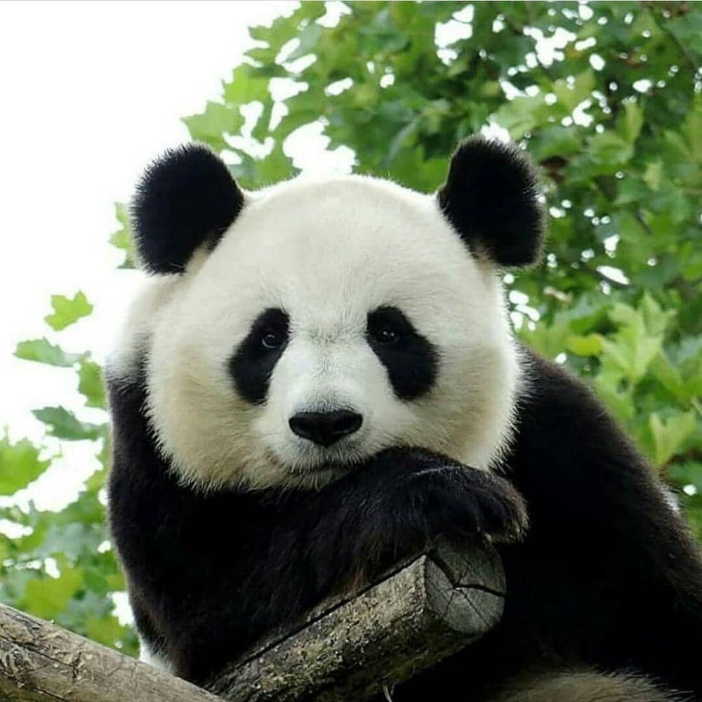 Instagram.com/we_love_pandaaa