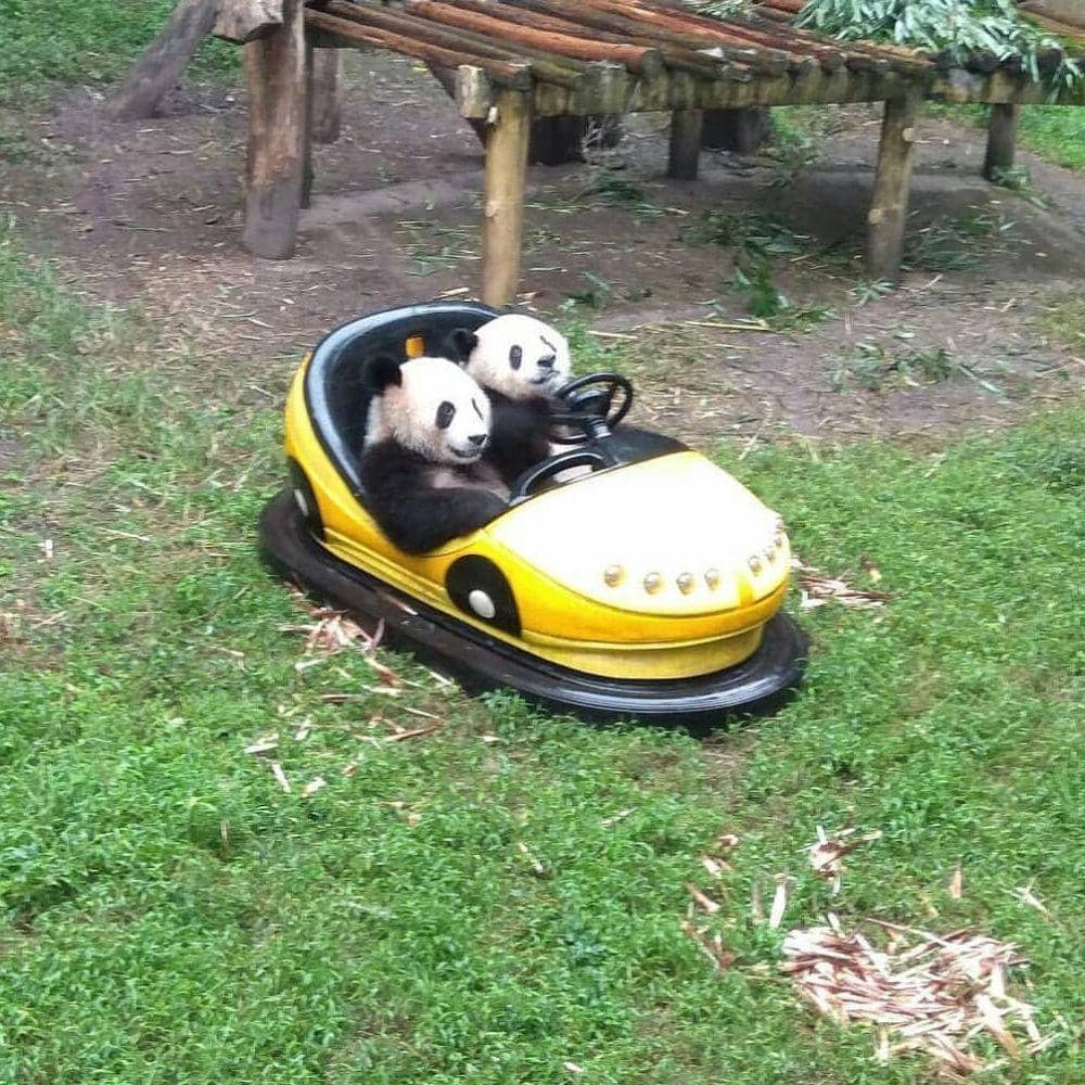 Instagram.com/we_love_pandaaa