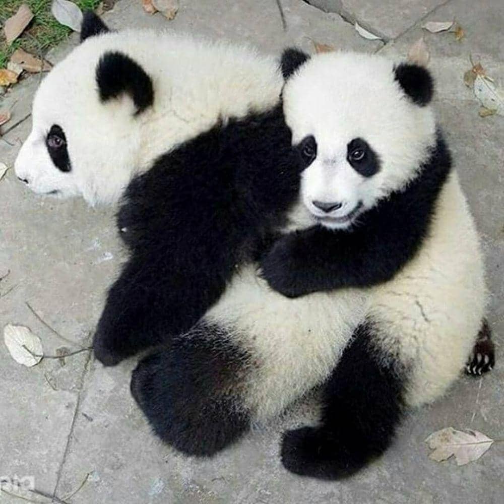 Instagram.com/we_love_pandaaa