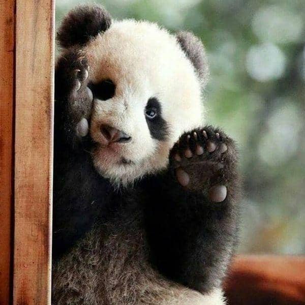 Instagram.com/we_love_pandaaa