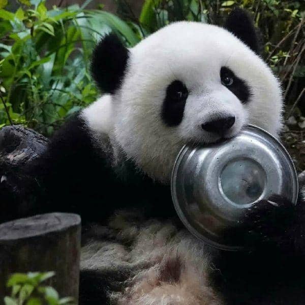 Instagram.com/we_love_pandaaa