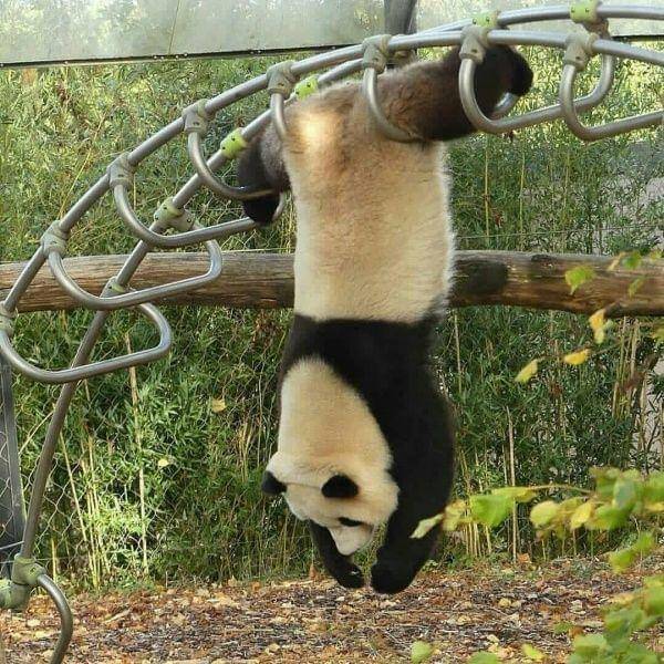 Instagram.com/we_love_pandaaa