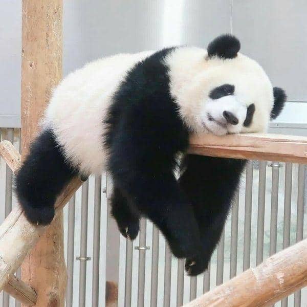 Instagram.com/we_love_pandaaa