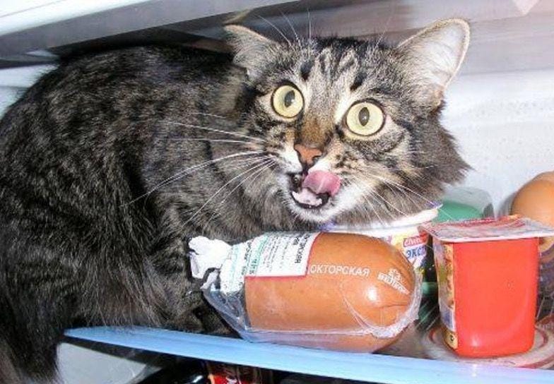 welovecatsandkittens.com