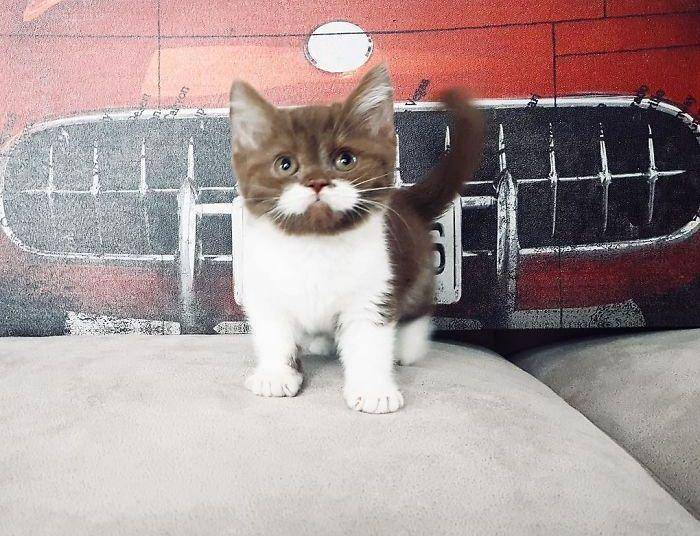 Instagram.com/gringomoustachecat