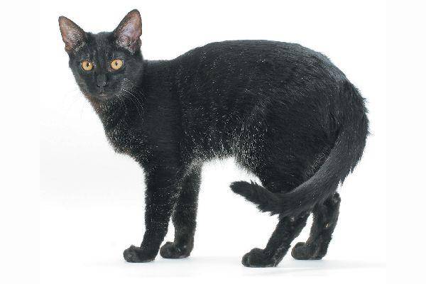 Catster.com