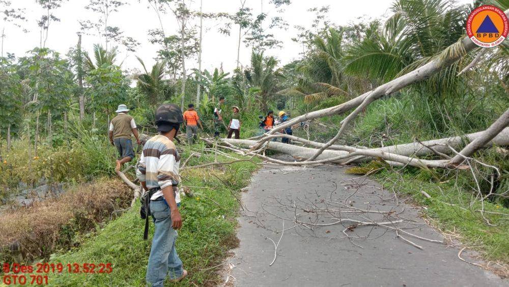Pohon tumbang di Sleman akibat angin kencang, Minggu (8/12). Dok. BPBD Sleman
