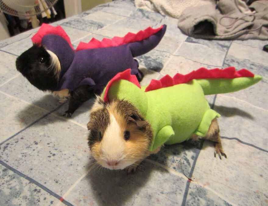instagram.com/animalpantryozp