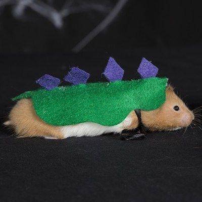 instagram.com/petcentralbychewy