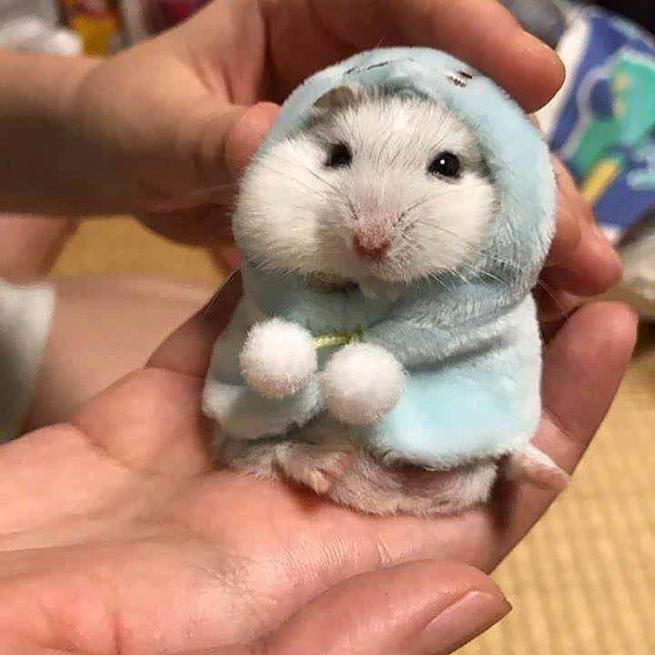 instagram.com/animals_exhibition