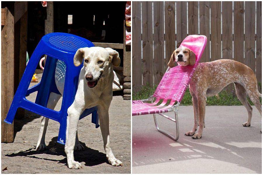 Viralnovelty.net & Barkpost.com