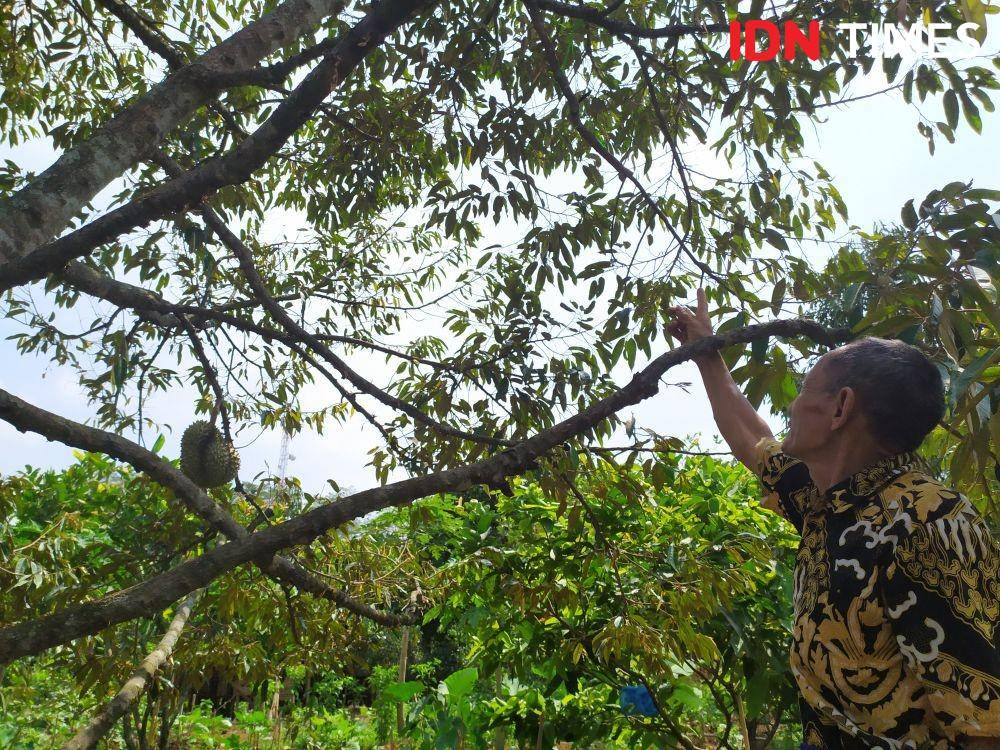 Seorang petani saat hendak memanen buah durian di kebunnya. IDN Times/Fariz Fardianto