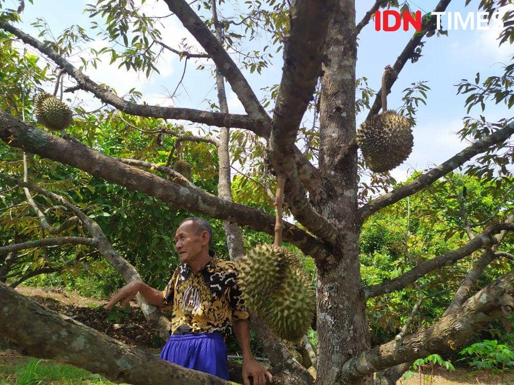 Tahun ini permintaan buah durian meningkat pesat. IDN Times/Fariz Fardianto